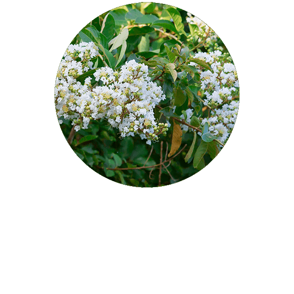 Lemon Myrtle (Backhousia) Organic