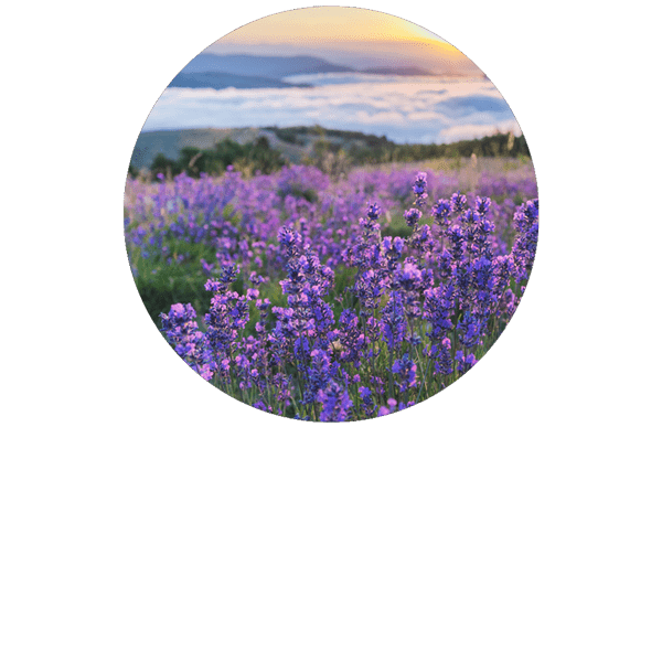 Wild Lavender Vera Organic