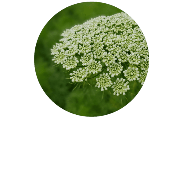 Khella Organic