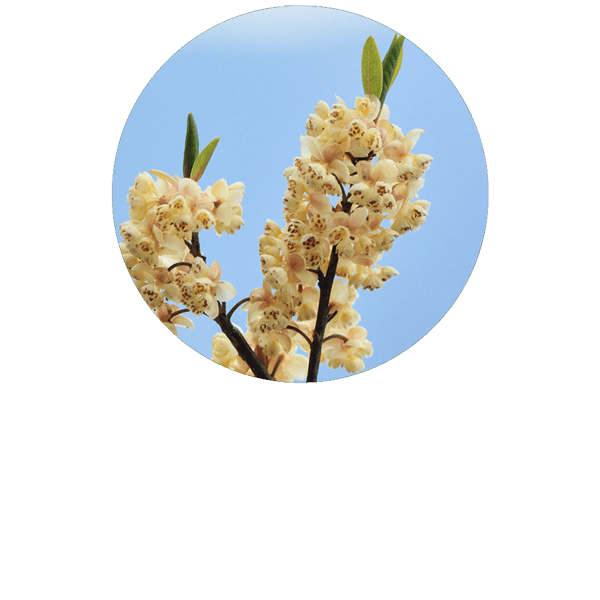 Litsea Cubeba (May Chang) Organic