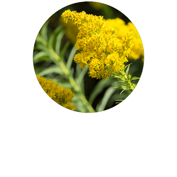Golden Rod Organic
