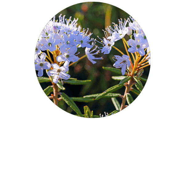 Labrador Tea Organic