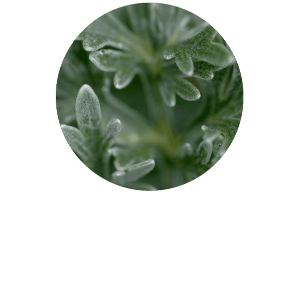 Mugwort Organic Essential Oil Florihana