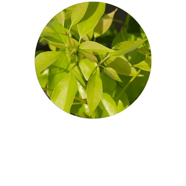 Camphor (White)