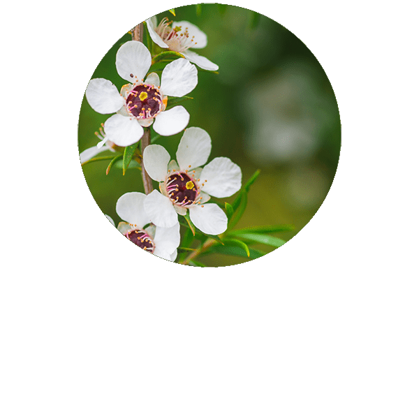 Manuka