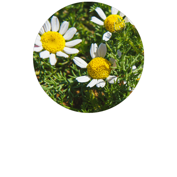 Roman Chamomile Organic
