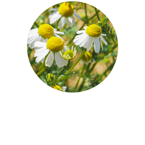 German Chamomile Organic