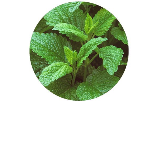 Melissa Organic