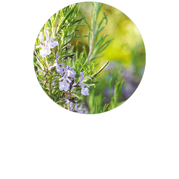 Rosemary Verbenone Organic