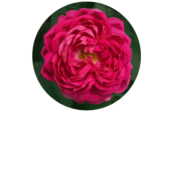 Damask Rose Organic