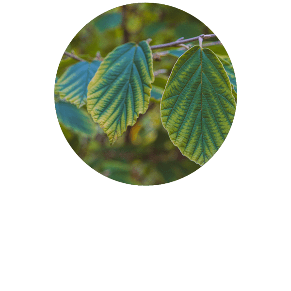 Witch Hazel Organic - Hamamelis