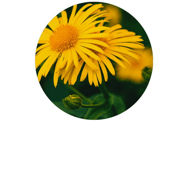 Arnica Organic