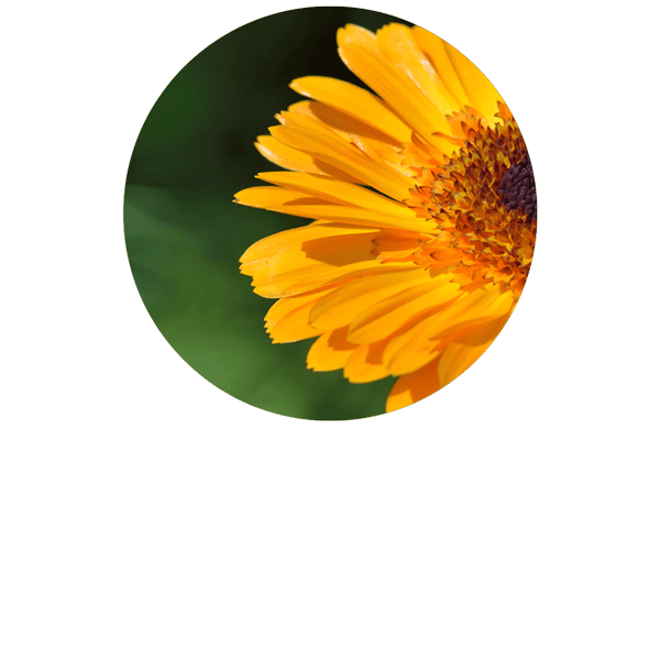 Marigold (Calendula) Organic