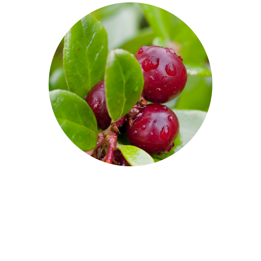 Cowberry Organic