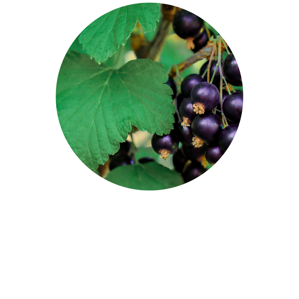 Blackcurrant-Organic