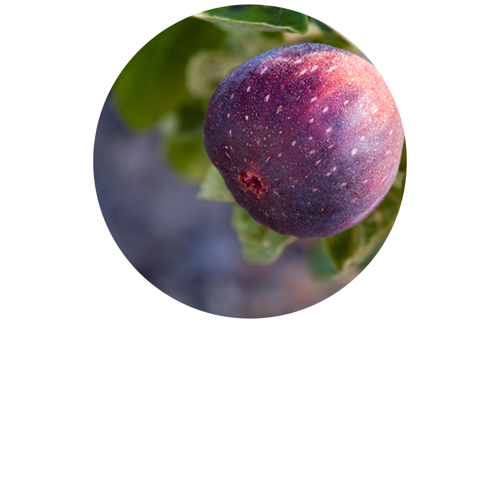 Fig Tree Organic