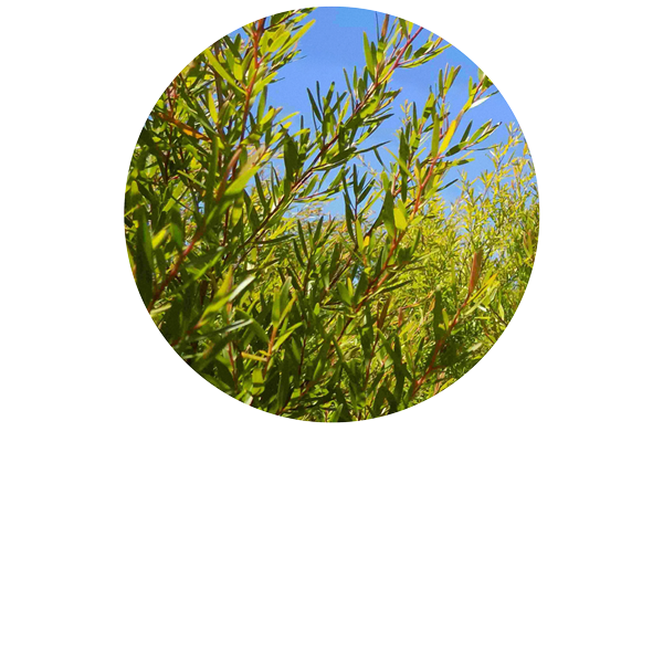 Lemon Tea Tree Organic