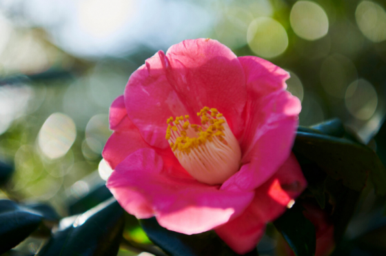 NEW THIS MONTH: OUR PRECIOUS ORGANIC JAPANESE CAMELLIA CARRIER OIL