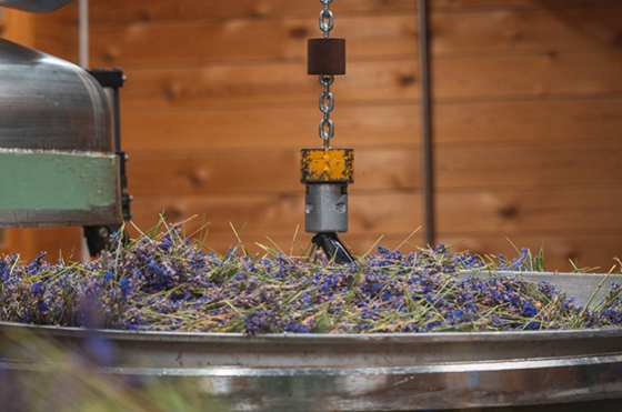 HOW WE PRODUCE OUR ORGANIC WILD LAVENDER VERA ESSENTIAL OIL AND HYDROSOL